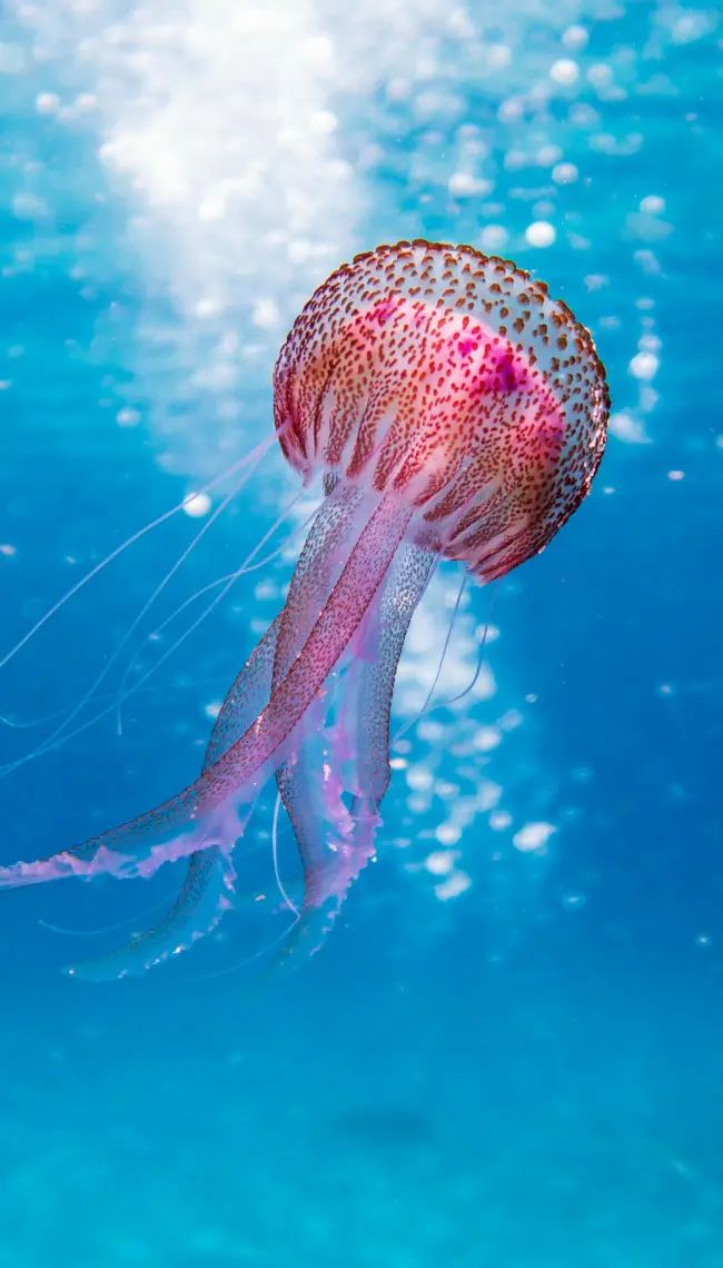 A pink jellyfish drifting in clear blue water